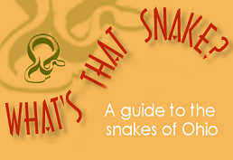 a orange background with a small green snake in the top right hand corner with What's that snake? written on it. 